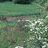 Spiraea crenata, habit
