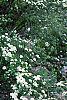 Spiraea crenata, habit