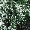 Spiraea crenata, habit