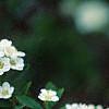 Spiraea crenata, flowers