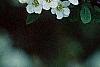 Spiraea crenata, flowers