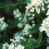 Spiraea crenata, flowers