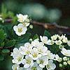 Spiraea crenata, flowers