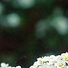 Spiraea crenata, flowers