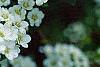Spiraea crenata, flowers