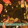 Spiraea japonica, fall color