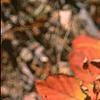 Spiraea japonica, fall color