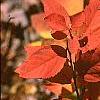 Spiraea japonica, fall color