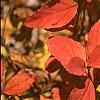 Spiraea japonica, fall color