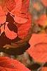 Spiraea japonica, fall color