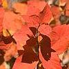 Spiraea japonica, fall color