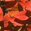 Spiraea japonica, fall color