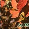 Spiraea japonica, fall color