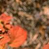 Spiraea japonica, fall color