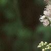 Spiraea alba, flowers