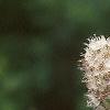 Spiraea alba, flowers