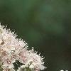 Spiraea alba, flowers
