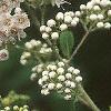 Spiraea alba, flowers