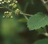Spiraea alba, flowers