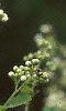 Spiraea alba, flowers