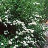 Spiraea media, habit