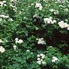 Spiraea media, habit