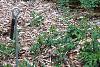 Spiraea media, habit