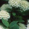 Spiraea media, flowers
