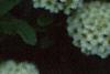 Spiraea media, flowers