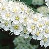 Spiraea media, flowers