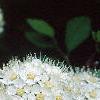 Spiraea media, flowers