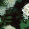 Spiraea media, flowers