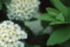 Spiraea media, flowers