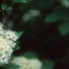 Spiraea media, flowers