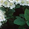 Spiraea media, flowers