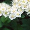 Spiraea media, flowers