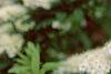 Spiraea media, flowers
