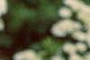 Spiraea media, flowers