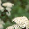 Spiraea media, flowers
