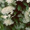 Spiraea media, flowers