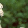 Spiraea media, flowers
