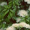 Spiraea media, flowers