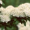 Spiraea media, flowers