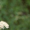Spiraea media, flowers