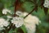 Spiraea media, flowers