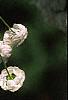 Spiraea prunifolia, flowers