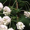 Spiraea prunifolia, flowers