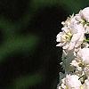 Spiraea prunifolia, flowers