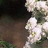 Spiraea prunifolia, flowers