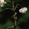 Spiraea prunifolia, flowers